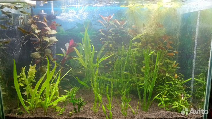 Растения, грунт, удобрения, корм для рыб