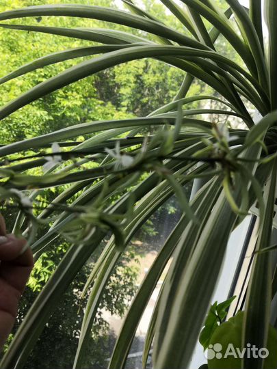 Хлорофитум полосатый