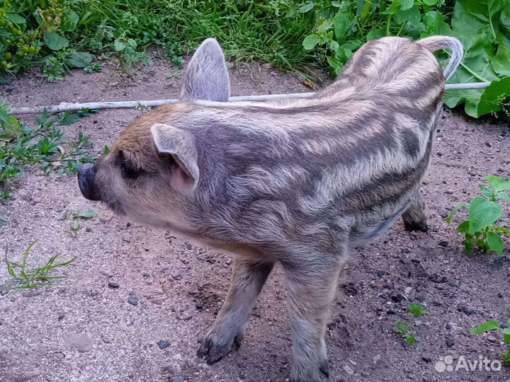 Продам поросят