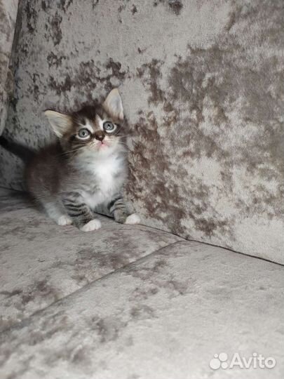 Отдам котят