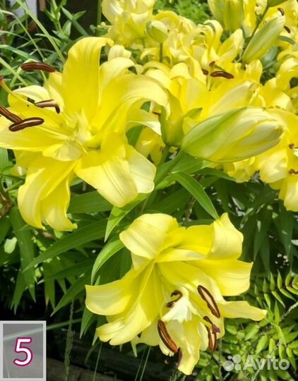 Лилии луковицы