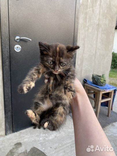 Кошечка в добрые руки