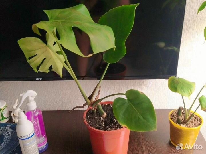 Монстеры несколько шт
