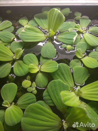 Аквариумные растения