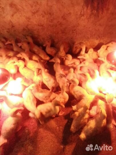 Утята бройлерные