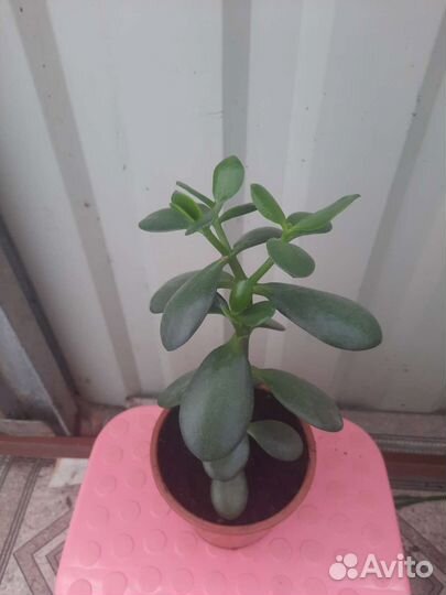 Толстянка или денежное дерево