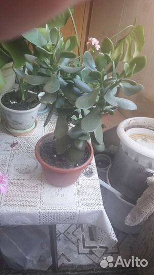 Алое, Толстянка(денежное дерево),Фикус, монстэра