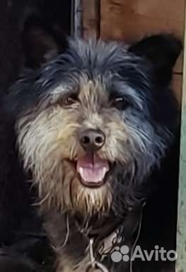 Собаки бесплатно в добрые руки