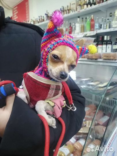 Одежда для собак