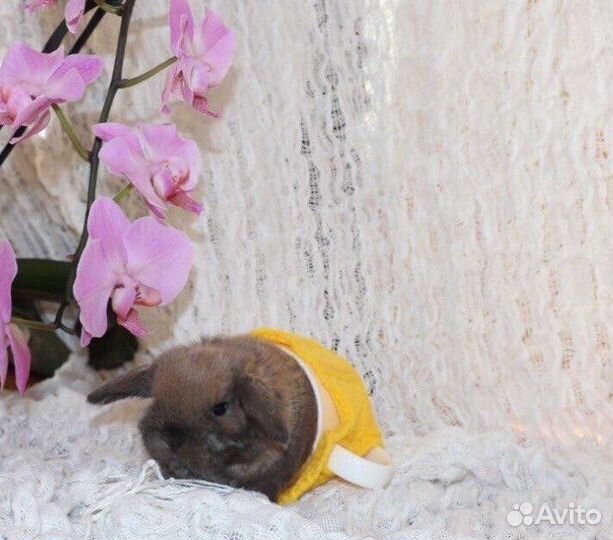 Самые Милые Карликовые Кролики