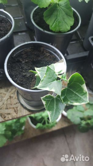 Пестролистный плющ