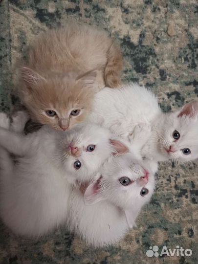 Котята от британского кота