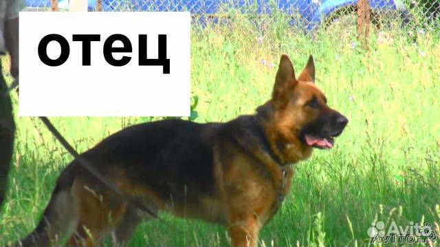 Продам полугодичных щенков но в хорошие руки