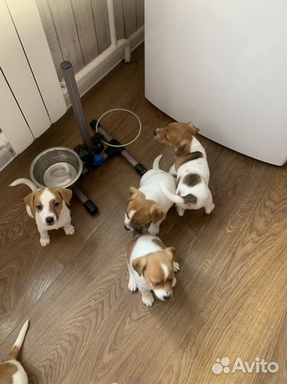 Джек Рассел терьер