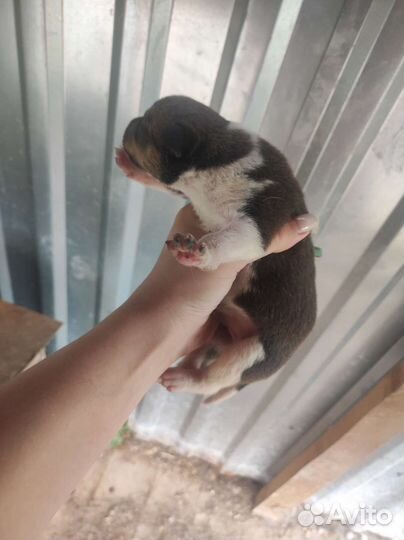 Помесь хаски