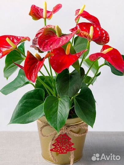 Грунт для антуриума и спатифиллума, ароидных