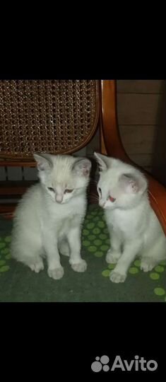 Кошка в дар