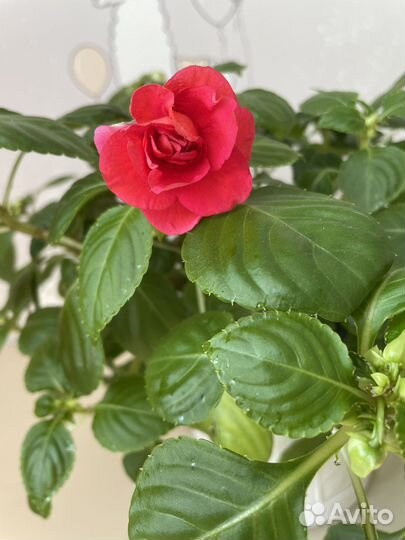 Бальзамин махровый