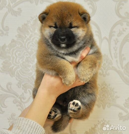 Сиба ину мальчики и девочки