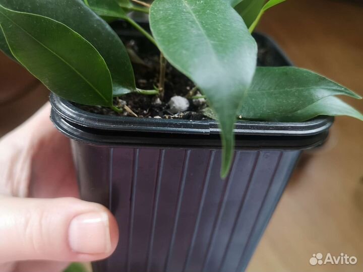 Фикус Бенджамина