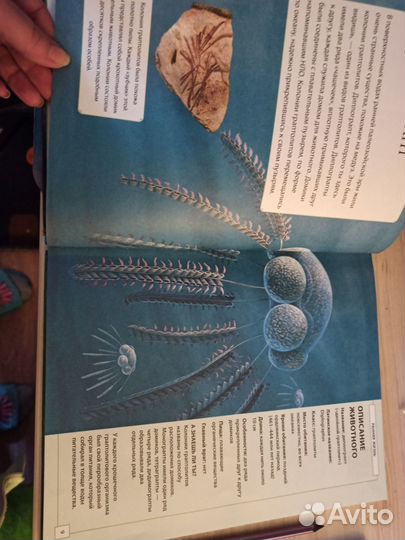 Детская энциклопедия динозавры