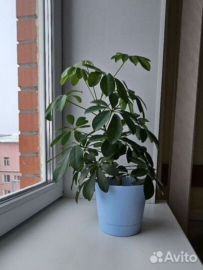 Комнатные цветы шефлера