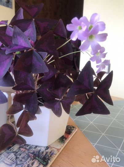 Кислица оксалис