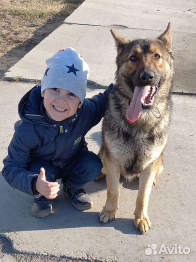 Дрессировка собак окд