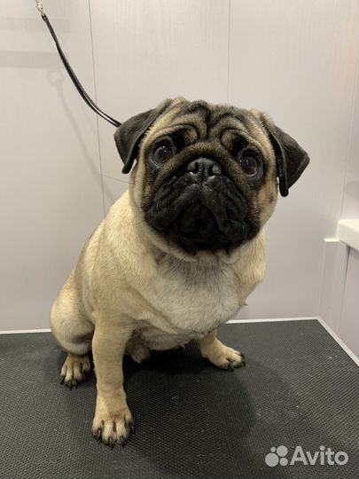 Груминг собак и кошек, УЗ чистка