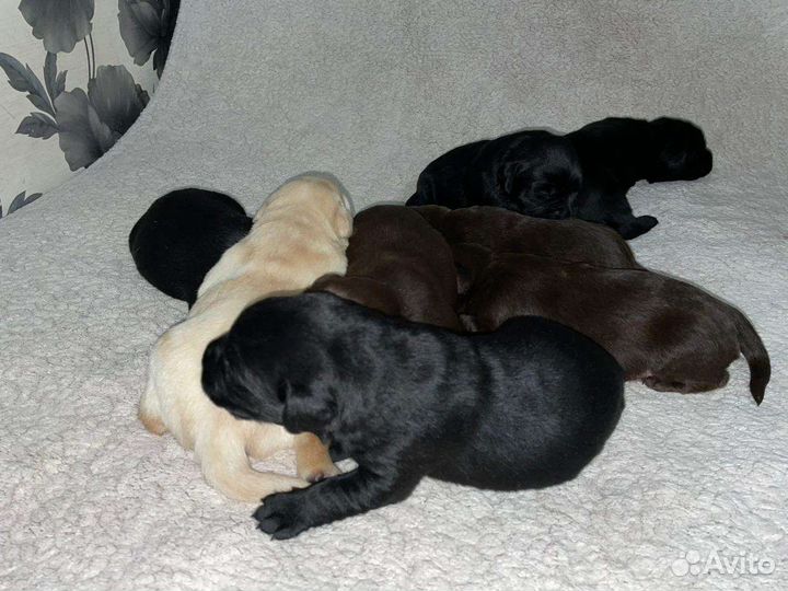 Щенки лабрадора
