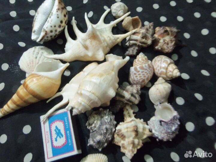 Морские ракушки