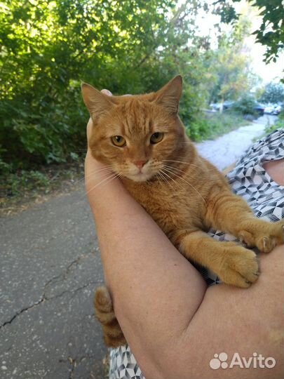 Кошечка милая ласковая