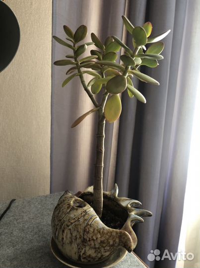 Толстянка(денежное дерево )