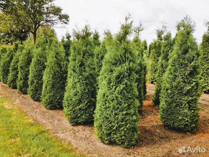 Туя западная Холмструп Thuja осс. Holmstrup 140+ с