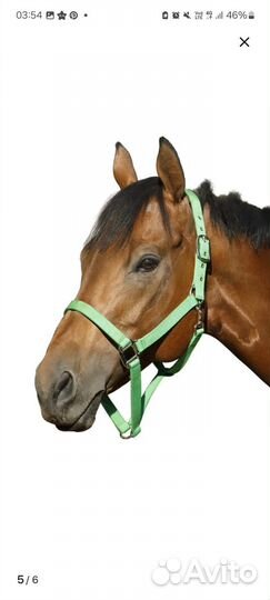 Недоуздок для лошади