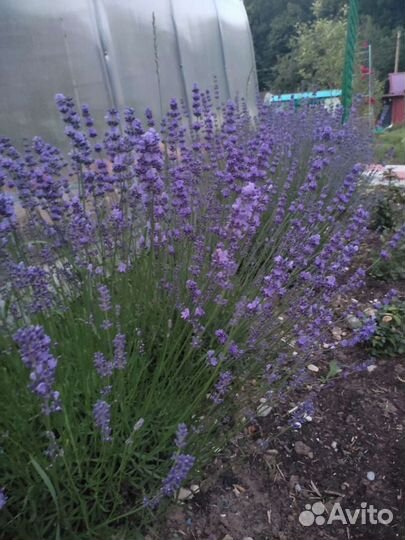 Букет лаванды