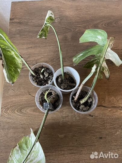 Монстера альба