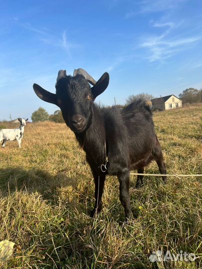 Козел и козочка