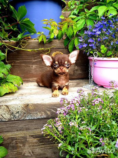 Мини шоколадка