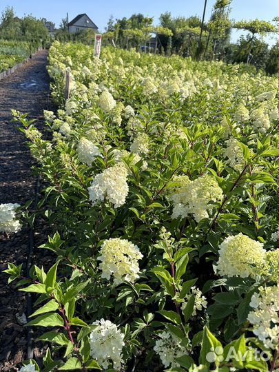 Редкие растения для сада