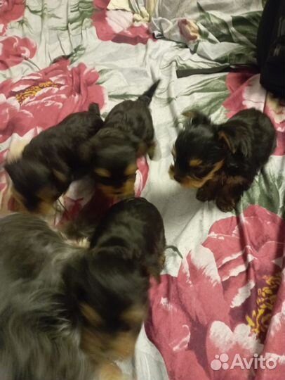 Йоркширский терьер мини