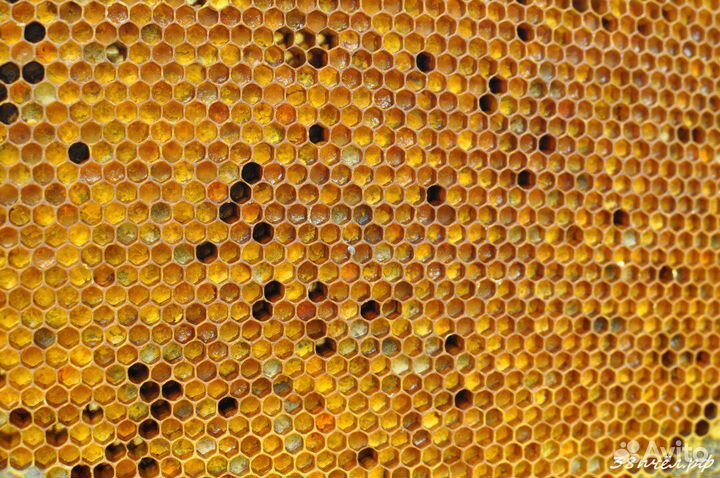 Мёд 2023 от пчеловода.Предзаказ