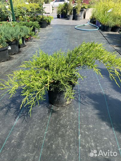 Можжевельник средний Олд Голд