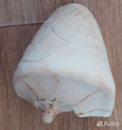 Большая морская раковина