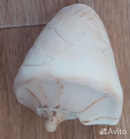 Большая морская раковина