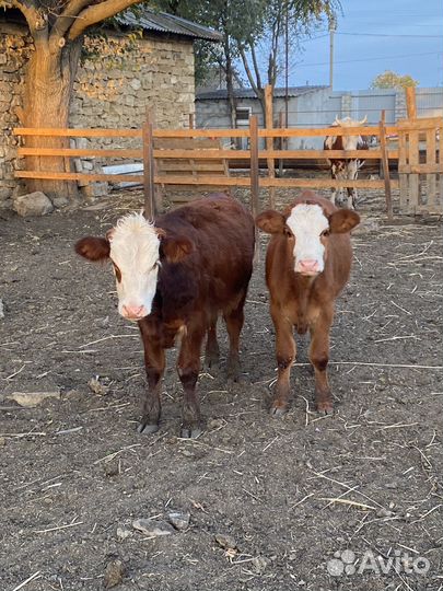 Телята бычки