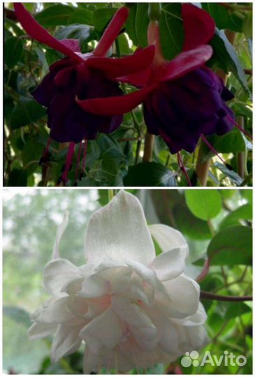 Сортовые Фуксии, Пеларгонии, Спатифиллум, эчеверии