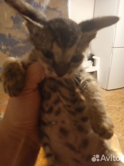 Канадский сфинкс котенок