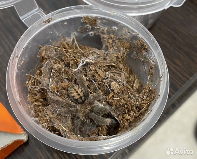 Пауки птицееды