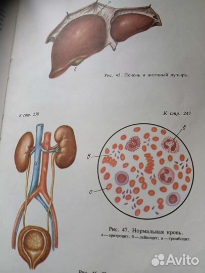 Книга.внутренние болезни